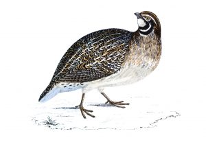 Quail - Hand Coloured Engraving